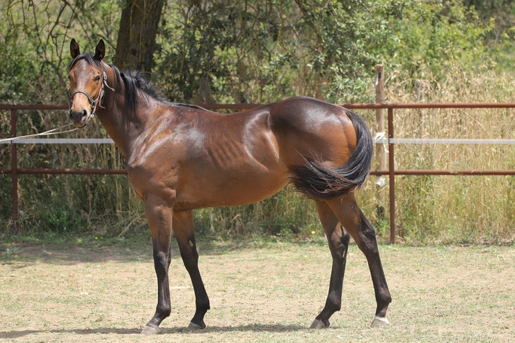 Fotótapéták Magnificent thoroughbred