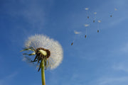 Fotótapéták Dandelion - I wish for something