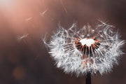 Fotótapéták Dandelion in the evening light