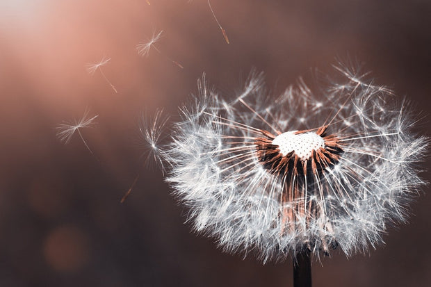 Fotótapéták Dandelion in the evening light