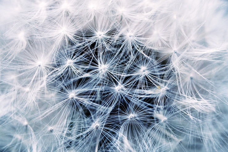 Fotótapéták Ripe dandelion Close up