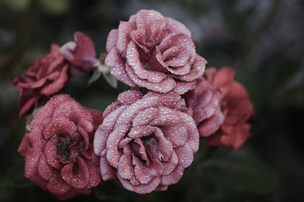 Fotótapéták Romantic roses