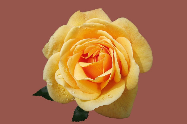 Fotótapéták Rose in yellow XXL