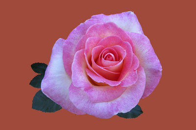 Fotótapéták Rose in pink XXL