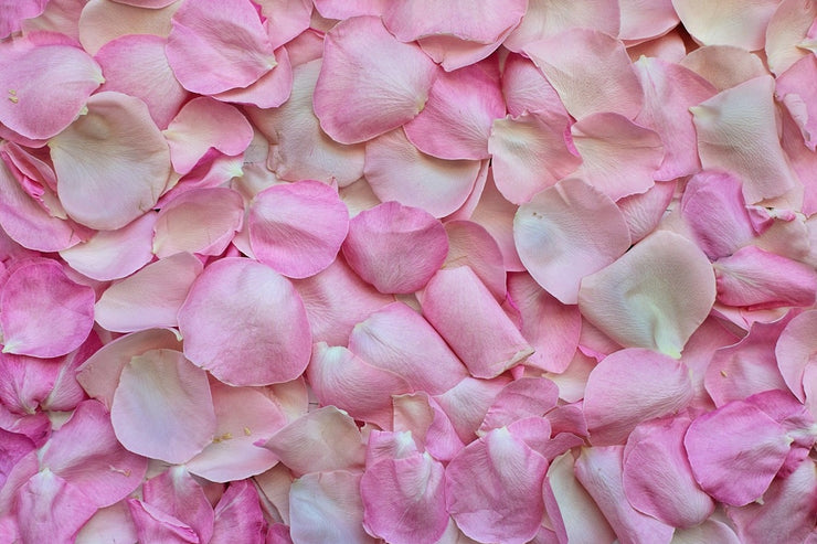 Fotótapéták Rose petals in pink 2