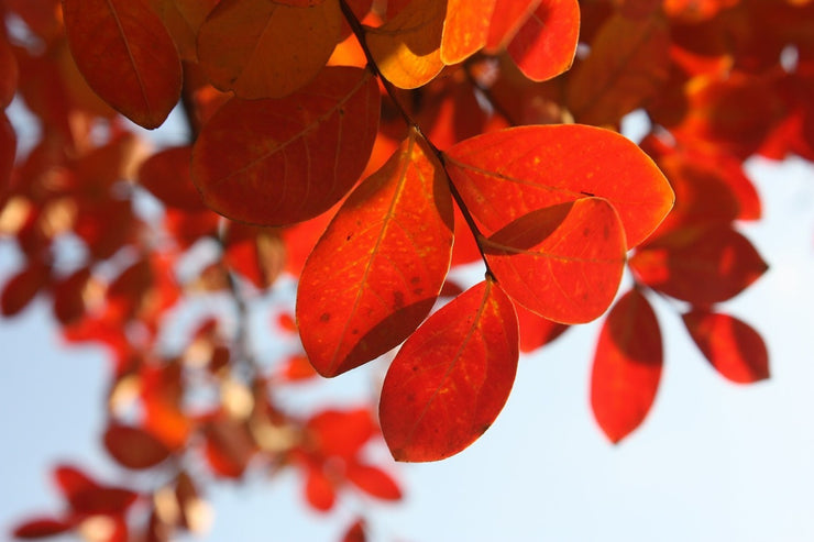 Fotótapéták Red leaves XL