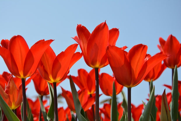 Fotótapéták Red tulips XL