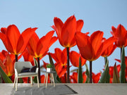 Fotótapéták Red tulips XL