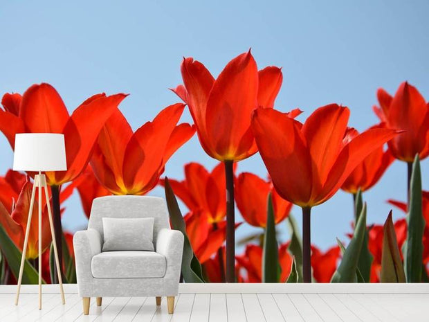 Fotótapéták Red tulips XL