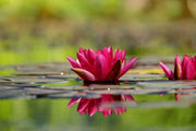 Fotótapéták Red water lily duo