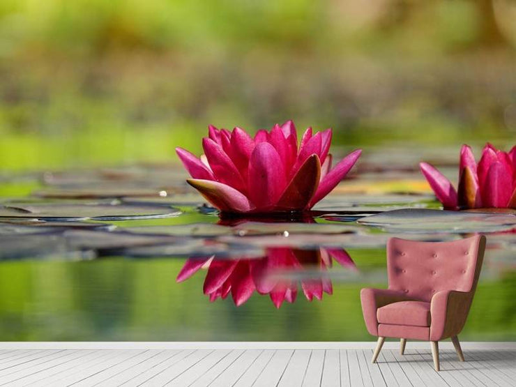 Fotótapéták Red water lily duo