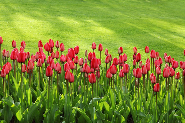 Fotótapéták Red tulip field in the sunlight