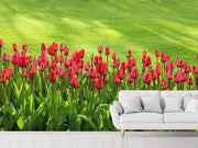 Fotótapéták Red tulip field in the sunlight