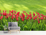 Fotótapéták Red tulip field in the sunlight