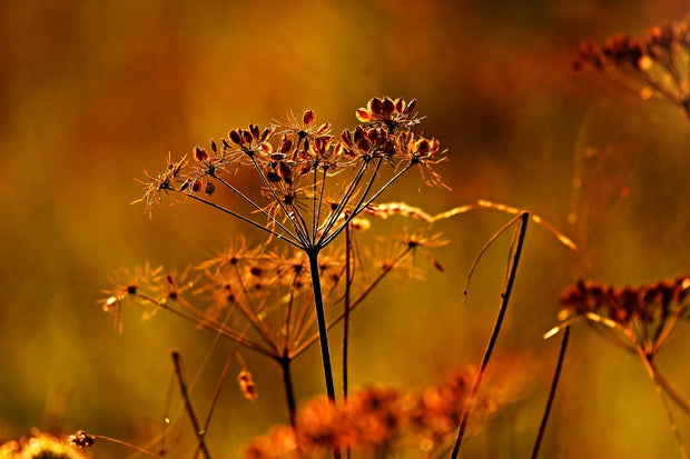 Fotótapéták seeds