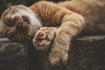 Fotótapéták Sleeping cat