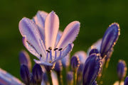 Fotótapéták Ornamental lilies with morning dew