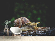 Fotótapéták Snail XXL