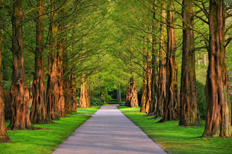 Fotótapéták Beautiful avenue in nature