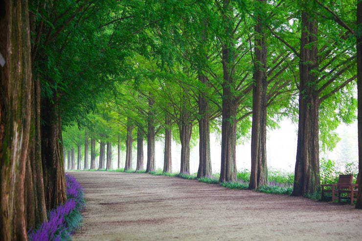 Fotótapéták Beautiful tree avenue