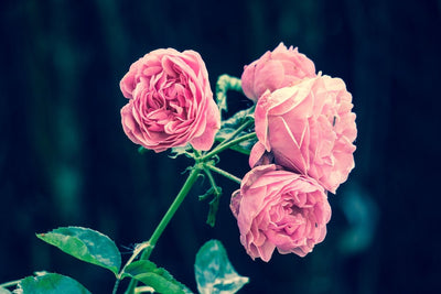 Fotótapéták Beautiful pink roses