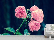 Fotótapéták Beautiful pink roses