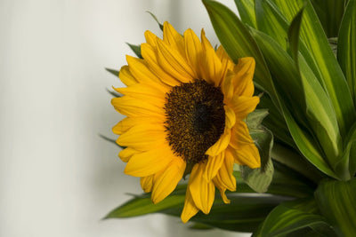 Fotótapéták Beautiful sunflower
