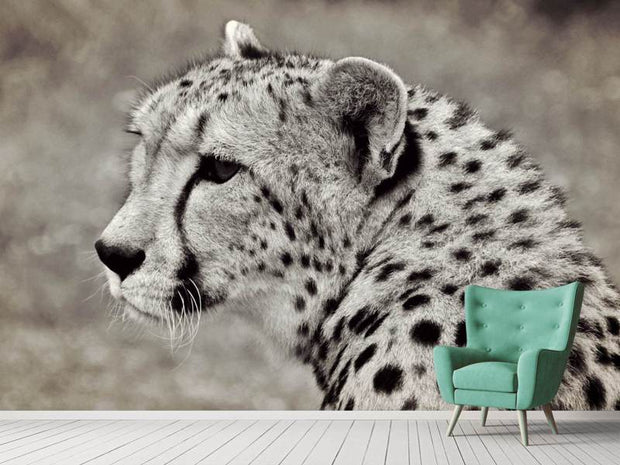 Fotótapéták Beautiful cheetah