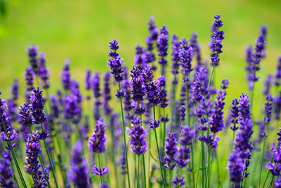 Fotótapéták Beautiful lavender