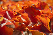 Fotótapéták Nice autumn leaves