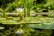 Fotótapéták Water lily in nature