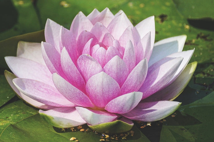 Fotótapéták Water lily in pink