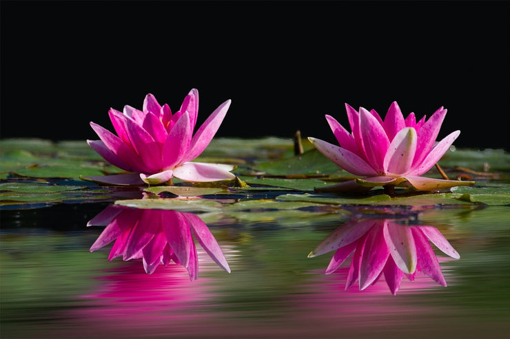 Fotótapéták Water Lilies Duo in pink