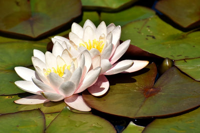 Fotótapéták Water lily duo in white