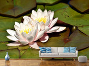 Fotótapéták Water lily duo in white