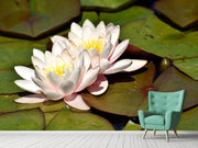 Fotótapéták Water lily duo in white