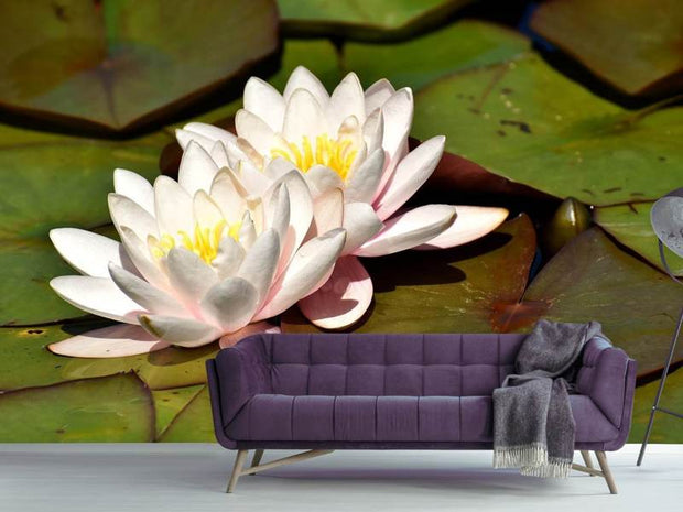 Fotótapéták Water lily duo in white