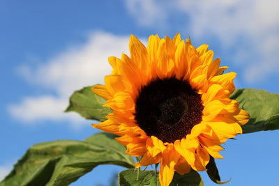 Fotótapéták Sunflower in bloom