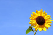 Fotótapéták Sunflower with blue sky