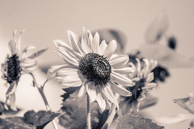 Fotótapéták Sunflowers sw