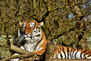 Fotótapéták Proud Tiger