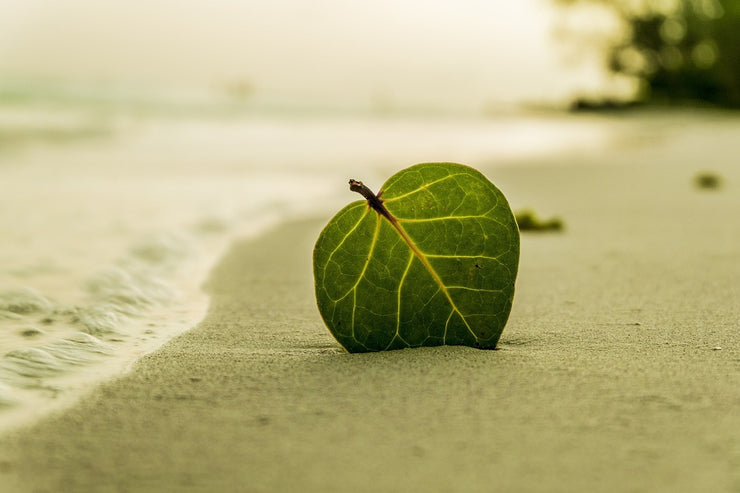 Fotótapéták Beach leaf