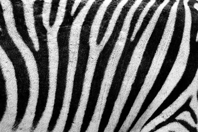 Fotótapéták Strip of the zebra