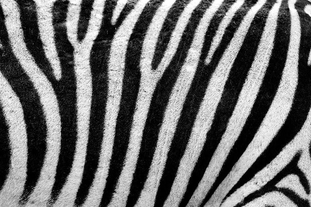 Fotótapéták Strip of the zebra