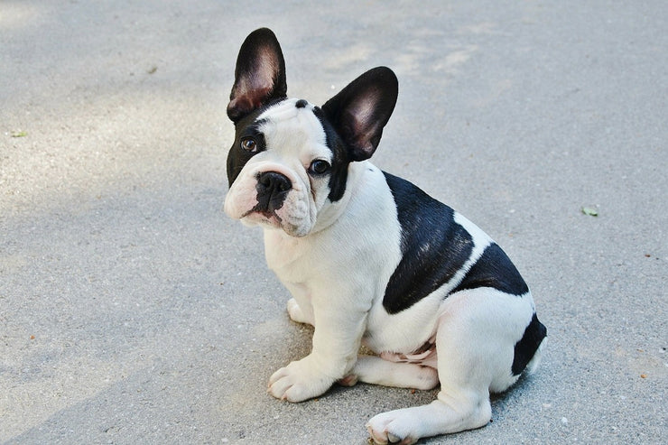 Fotótapéták Sweet French Bulldog