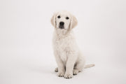 Fotótapéták Sweet Golden Retriever puppy