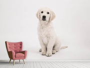 Fotótapéták Sweet Golden Retriever puppy