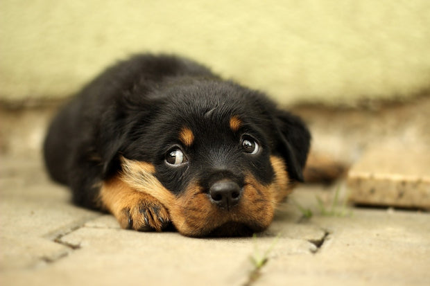 Fotótapéták Sweet Rottweiler puppy