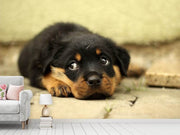 Fotótapéták Sweet Rottweiler puppy