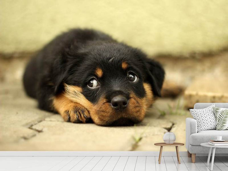 Fotótapéták Sweet Rottweiler puppy